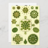 エルンスト・ヘッケルの胞子 招待状 (正面/裏面)