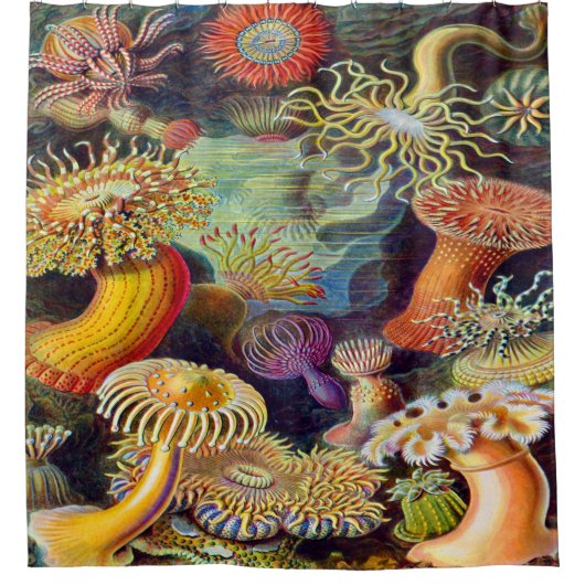 エルンスト・ヘッケルの芸術のプリント: Actiniae シャワーカーテン (正面)