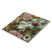 エルンスト・ヘッケルの芸術のプリント: Orchidae Oncidiumsのチューリップ タイル (側面)