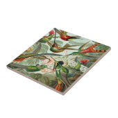 エルンスト・ヘッケルの芸術のプリント: Trochilidae タイル (側面)