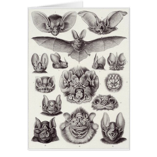 エルンスト・ヘッケルの芸術カード: Chiroptera (正面)