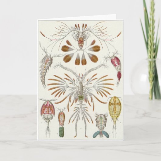 エルンスト・ヘッケルの芸術カード: Copepoda カード (正面)