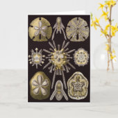 エルンスト・ヘッケルの芸術カード: Echinidea カード (黄色い花)