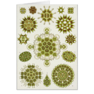 エルンスト・ヘッケルの芸術カード: Melethallia