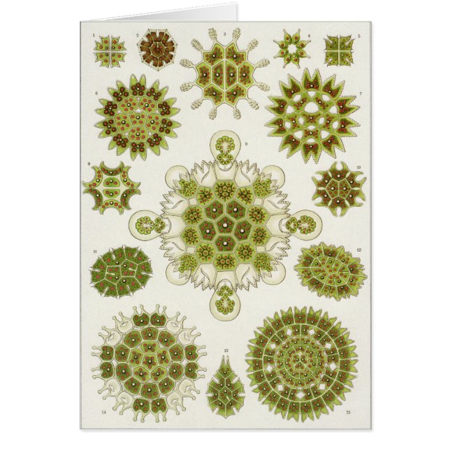 エルンスト・ヘッケルの芸術カード: Melethallia (正面)