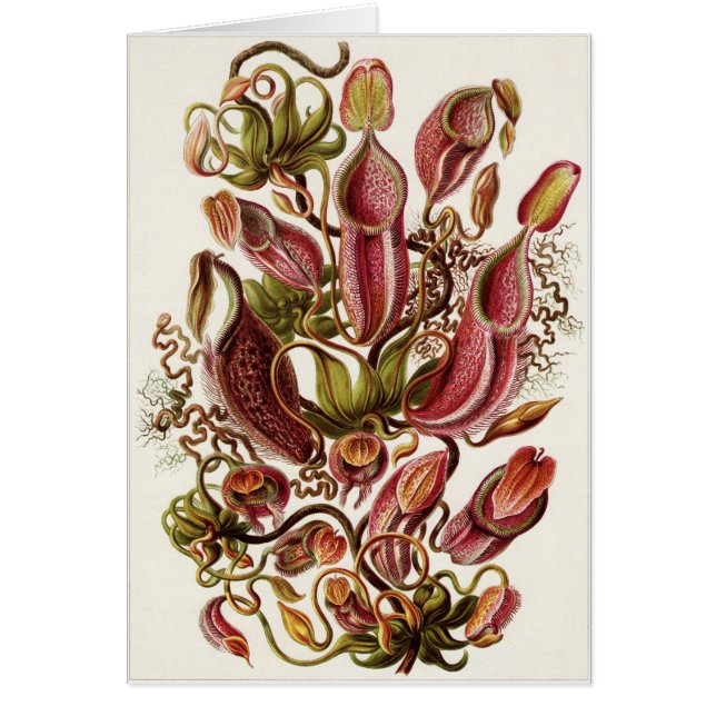 エルンスト・ヘッケルの芸術カード: Nepenthaceae (正面)
