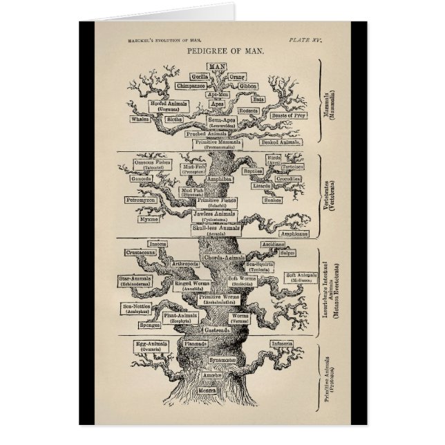 エルンスト・ヘッケルの"生命の樹" (正面)
