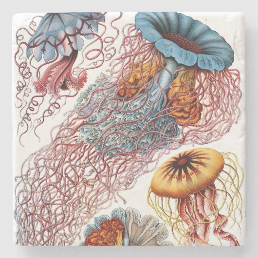 エルンスト・ヘッケルのDiscomedusae ストーンコースター (正面)