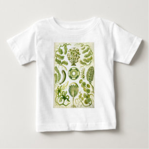 エルンスト・ヘッケルのSiphoneaeの海藻および藻 ベビーTシャツ