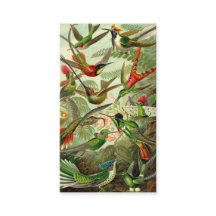 エルンスト・ヘッケルのTrochilidaeのハチドリ