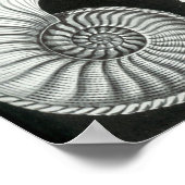 エルンスト・ヘッケルアンモニチダ化石 ポスター (角)