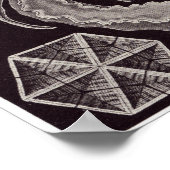 エルンスト・ヘッケルアートプリント：アンフォリア ポスター (角)