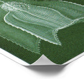 エルンスト・ヘッケルアートプリント：シフォノフォラエ ポスター (角)