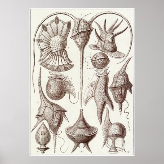 エルンスト・ヘッケルアートプリント: Peridinea ポスター (正面)