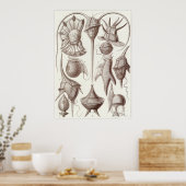 エルンスト・ヘッケルアートプリント: Peridinea ポスター (キッチン)