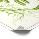 エルンスト・ヘッケルアートプリント: Siphoneae ポスター (角)