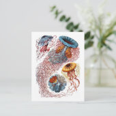 エルンスト・ヘッケルクラゲD.アナナセテ ポストカード (スタンド正面)