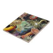 エルンスト・ヘッケルセラミックタイルによる自然の芸術 タイル (側面)