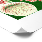 エルンスト・ヘッケルディスコメデス（アウレリア） ポスター (角)