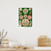 エルンスト・ヘッケルディスコメデス（アウレリア） ポスター (キッチン)