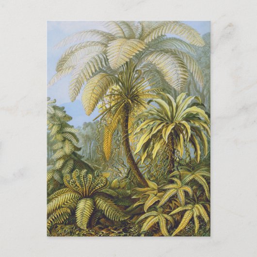 エルンスト・ヘッケルファインアート ポストカード (正面)