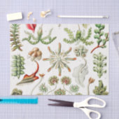 エルンスト·ヘッケル作のヘパティカ·レベルムース 薄葉紙 (クラフト)