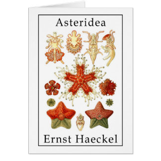 エルンスト・ヘッケル著Asteridea