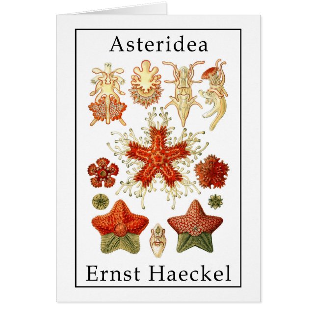 エルンスト・ヘッケル著Asteridea (正面)