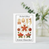 エルンスト・ヘッケル著Asteridea ポストカード (スタンド正面)