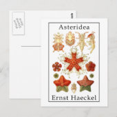 エルンスト・ヘッケル著Asteridea ポストカード (正面/裏面)