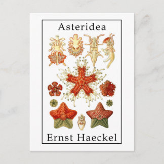 エルンスト・ヘッケル著Asteridea ポストカード