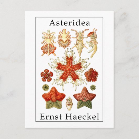 エルンスト・ヘッケル著Asteridea ポストカード (正面)