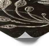 エルンスト・ヘッケル – アスコミセス ポスター (角)