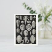 エルンスト・ヘッケル アスピドニア ポストカード (スタンド正面)