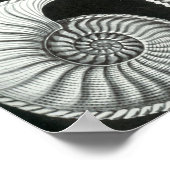 エルンスト・ヘッケル – アンモニティダ ポスター (角)