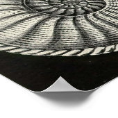 エルンスト・ヘッケル – アンモニティダ ポスター (角)