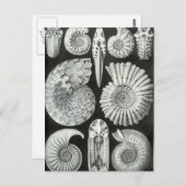 エルンスト・ヘッケル – アンモニティダ ポストカード (正面/裏面)