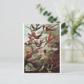 エルンスト・ヘッケル アート ポストカード: トロキリ科 ポストカード (スタンド正面)