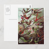 エルンスト・ヘッケル アート ポストカード: トロキリ科 ポストカード (正面/裏面)