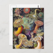 エルンスト・ヘッケル - ウミサンゴ ポストカード (正面/裏面)