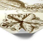 エルンスト・ヘッケル・クリノアイアの羽根星 ポスター (角)