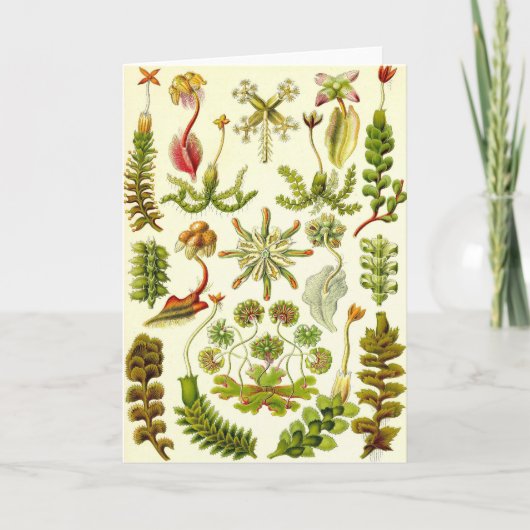 エルンスト・ヘッケル-ゼニゴケ類 カード (正面)