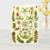 エルンスト・ヘッケル-ゼニゴケ類 カード (黄色い花)