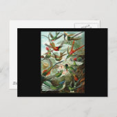 エルンスト・ヘッケル・トロチリ科 ポストカード (正面/裏面)