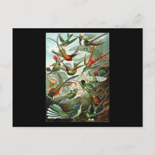 エルンスト・ヘッケル・トロチリ科 ポストカード (正面)