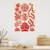 エルンスト・ヘッケル – フロリデエ ポスター (キッチン)