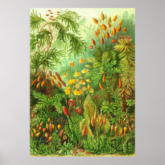 エルンスト・ヘッケル – ムッシーネ ポスター