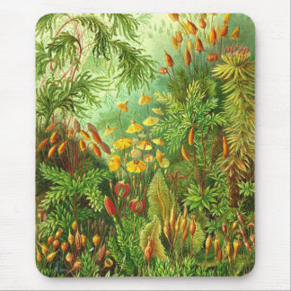 エルンスト・ヘッケル – ムッシーネ マウスパッド