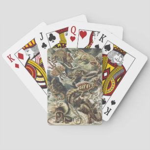 エルンスト・ヘッケル ヴィンテージ爬虫類 トカゲ 自然アート トランプ