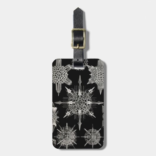 エルンスト・ヘッケル| Acanthophracta ラゲッジタグ (正面縦)